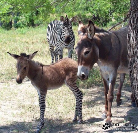 ���� ����� :)