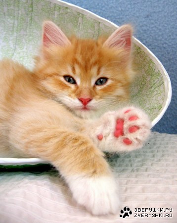 ���� ������! :)