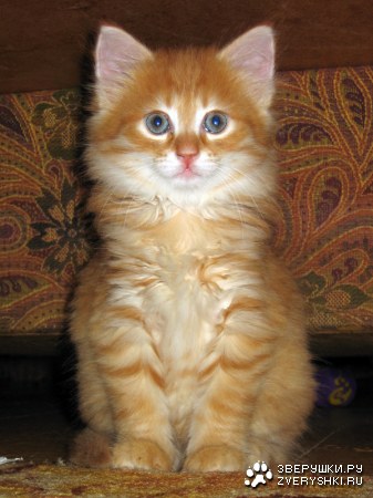 �����������! :)