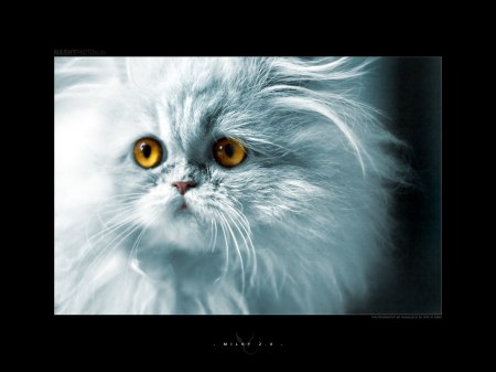 ������� ����������� :)