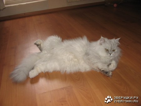 ����� ����� (6 ����������)