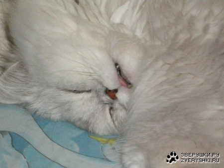 ����� ����� (6 ����������)