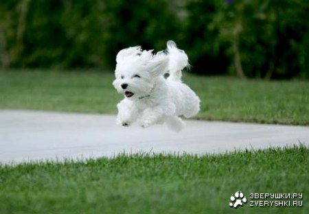 ������� ��������� :)