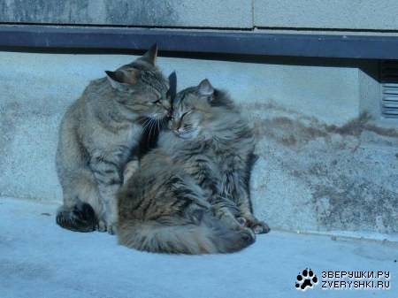 ������ ������... ;)