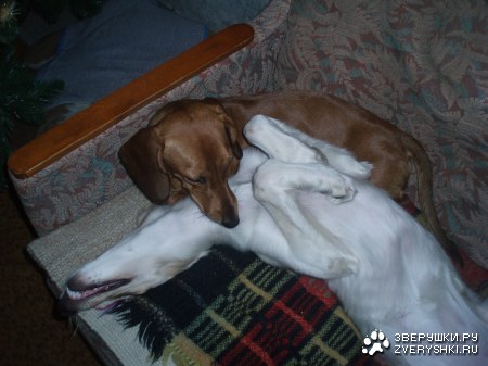 ��� ����������������� :)