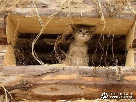 ��� ��� � ��� ���������������? :)