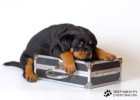 ������ �� ������ ���� �������!