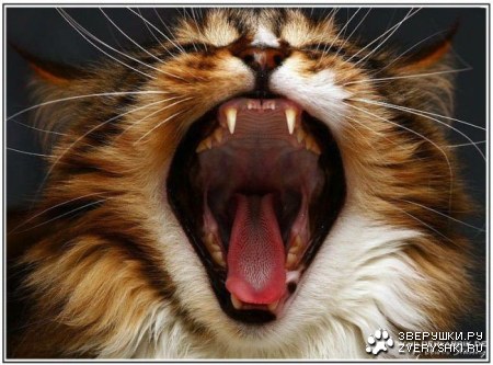 ���� ��� ����! :)