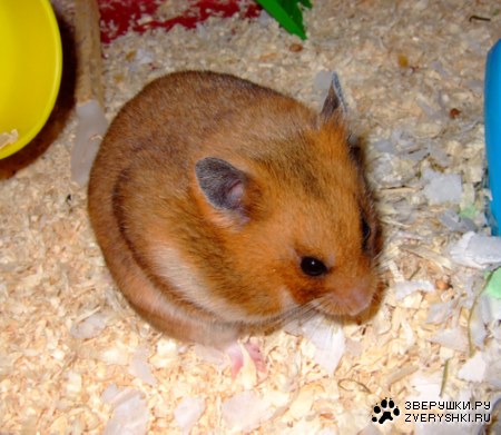 ���� ��� � ����� �� ���! :)