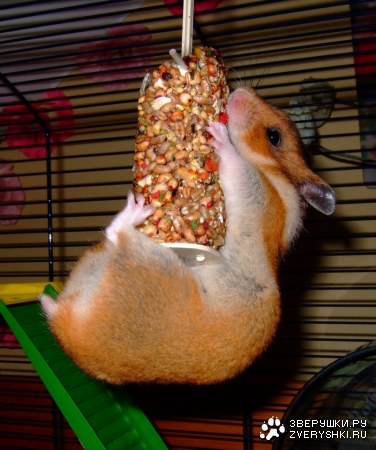 ���� ��� � ����� �� ���! :)