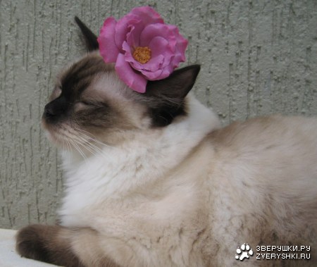 ��� �������� ;)