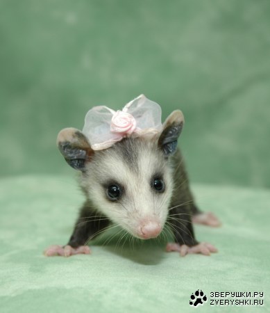 ��� �������� ;)