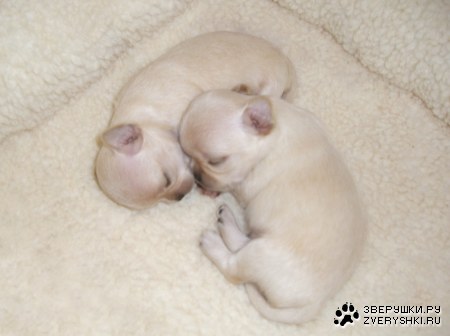 ������� :)