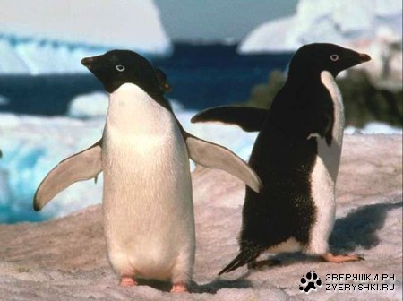 �������� �����