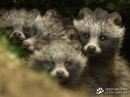 ������� (3 ����������)