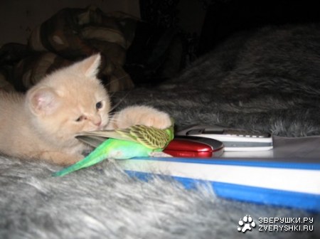 ������� ����� ������ (6 ����������)