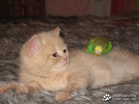 ������� ����� ������ (6 ����������)