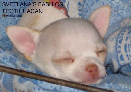 Ҹ�� �� ��������� �������� �������� ������