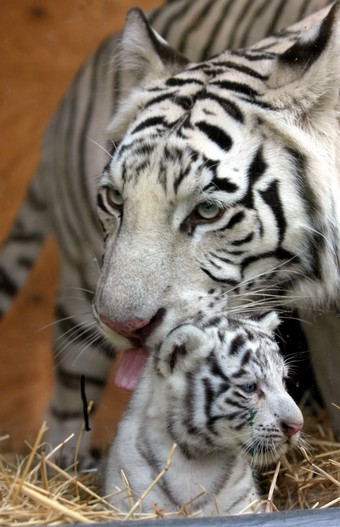 ������� ���� � � �������