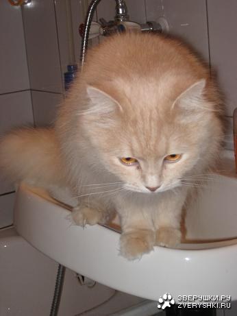 �����������, � ������ ������ ����... :)