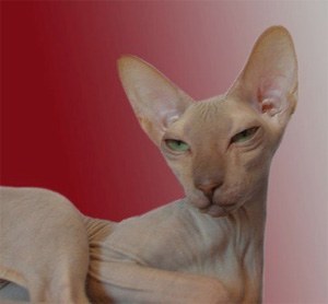 ������ ������...