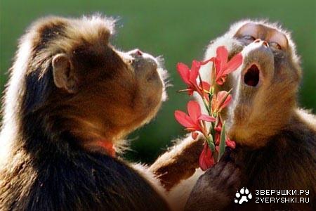 ��, �������! :)