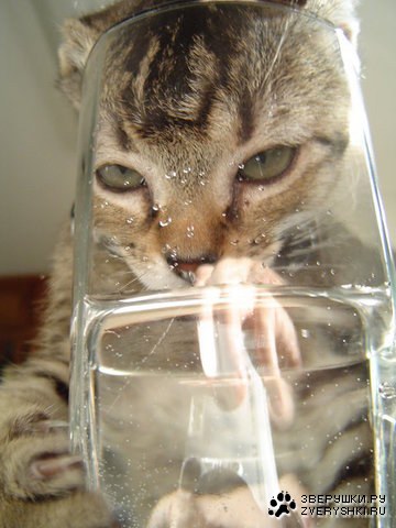 Имидж - ничто, жажда - все :)