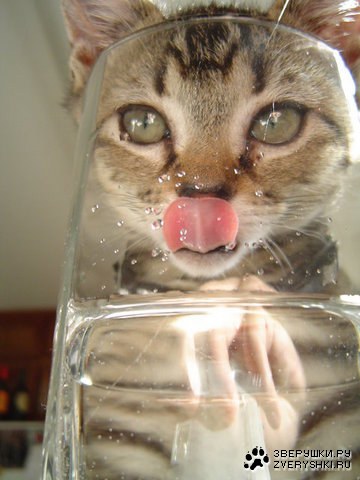 Имидж - ничто, жажда - все :)