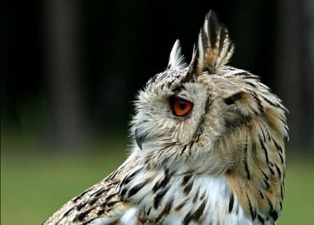 �������� ������ (9 ����������)