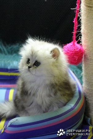 �������������� ������ � ���������� �������� (15 ����)