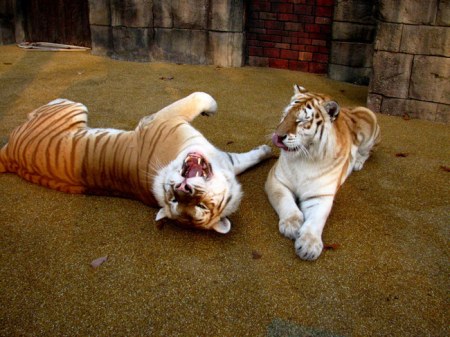 ����� ���������� ������ :)