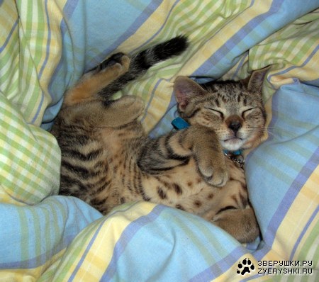 ����� ������� :)