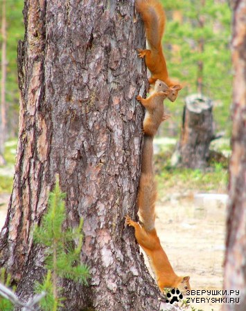 ���������� �����