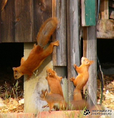 ���������� �����