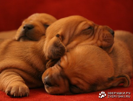 ������� ��������... ;)