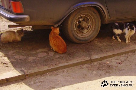 ������� �������� :)