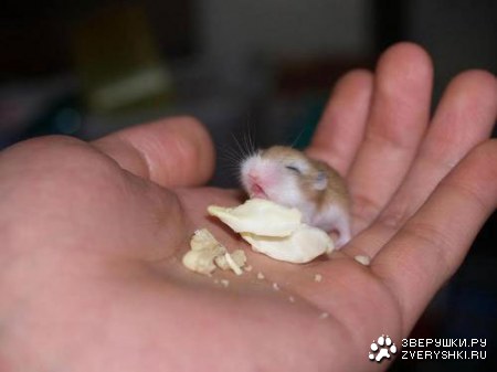 � ���� ���� �������! :)