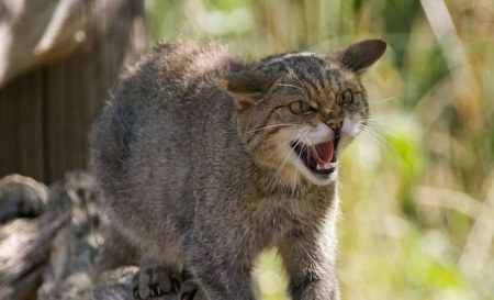 ����������� ����� �����