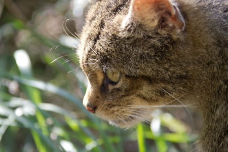 ����������� ����� �����