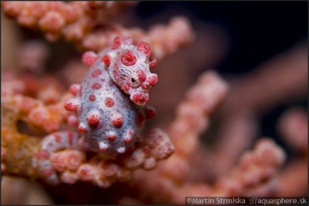 ���������� ���������� ���� ������� �������� (7 ����)