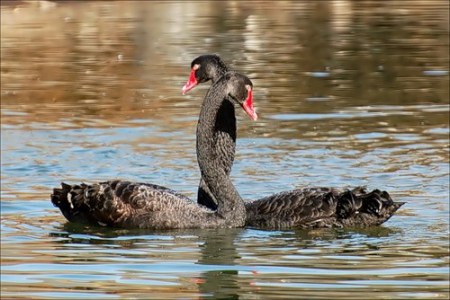 ��������� ������� (9 ����������)