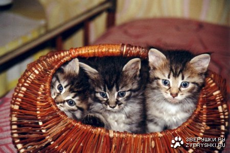 ��������� ��� ���! :)