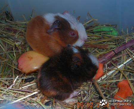 ������������� ������