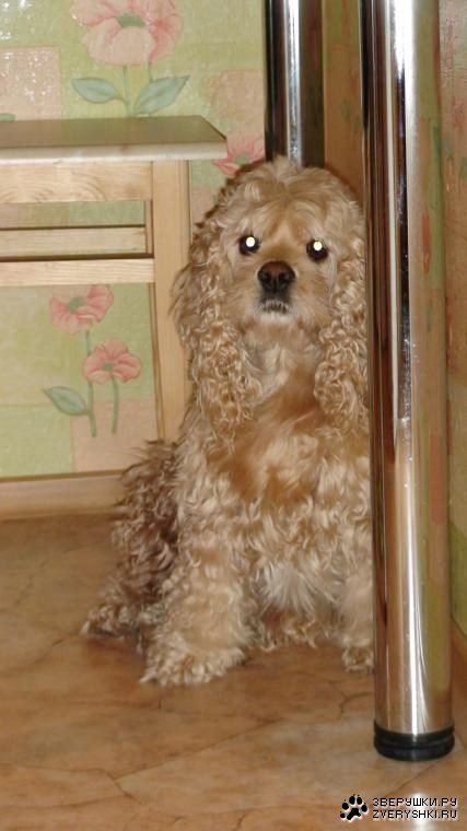 ������������ �����-�������� (10 ����������)