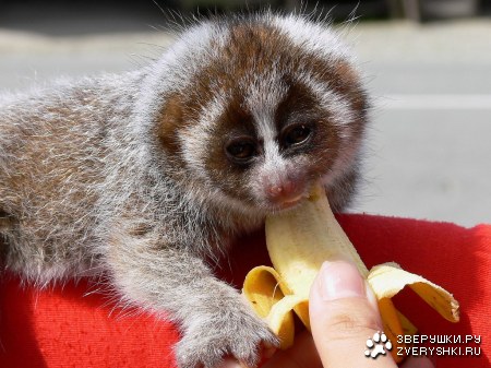 �������� �������� :)