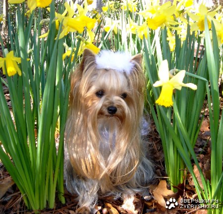 �������� :)