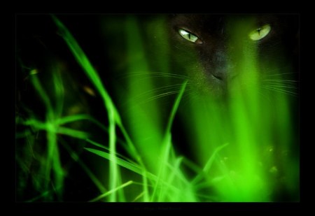 �������� ���������� �� Gilad Benari