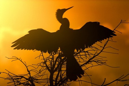 ���������� ���� (9 �������� ����)