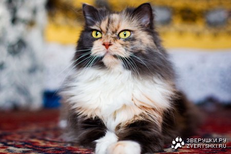 �������� ���� ���! :)