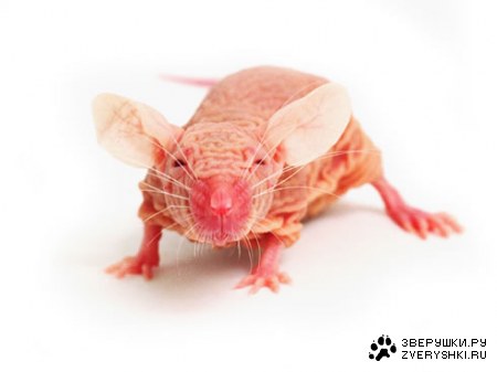 �����-��������� :)